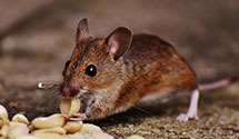 24 Hour & Emergency Exterminators in West Poland, ME